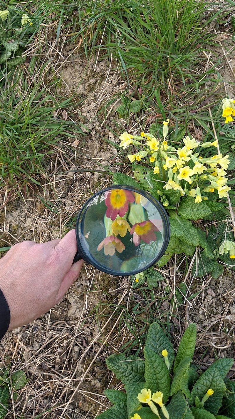 Capturing details with a magnifying glass.