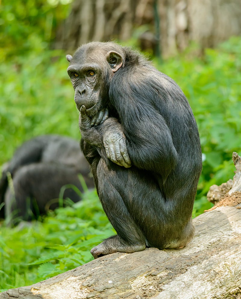 A portrait of Garbo, the oldest chimp at Ngogo.