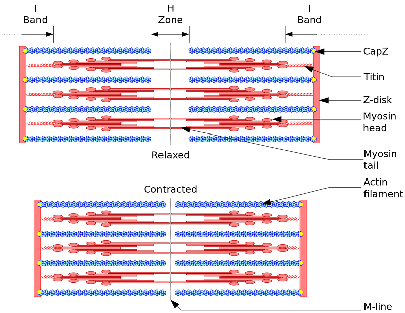 The structure and properties of titin protein