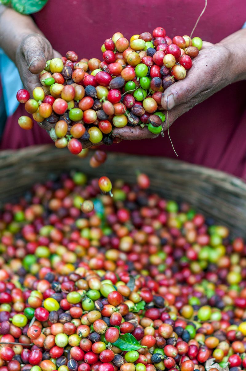 Selection of Global Coffee Beans