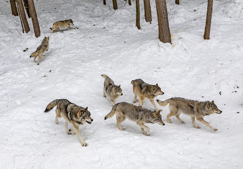 Wolves engaging in social bonding