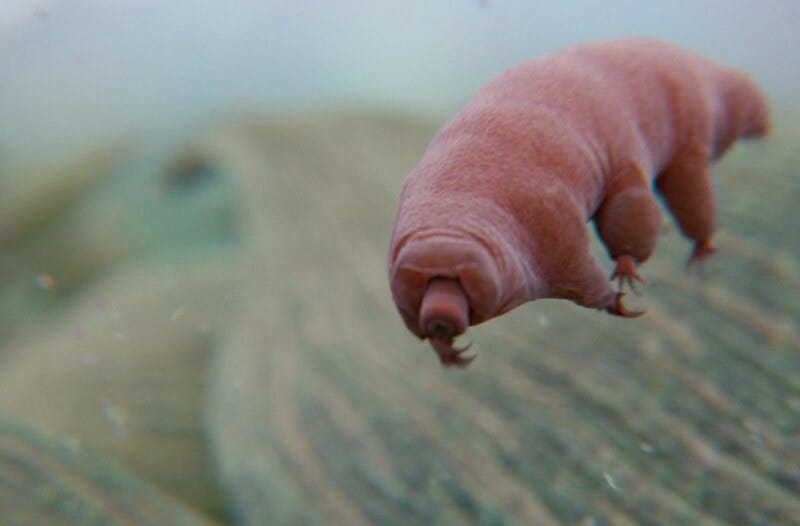 Tardigrade's unique adaptations for survival