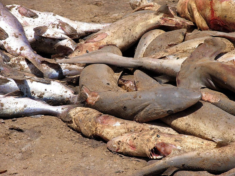 A depiction of sharks in the ocean, highlighting their plight.