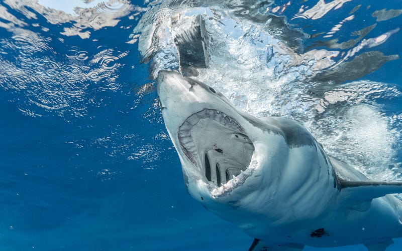 An image illustrating the fins of sharks, a sought-after commodity.