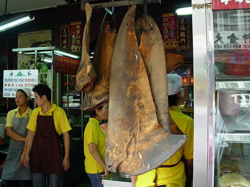 An image showing the practice of shark finning, a cruel act.