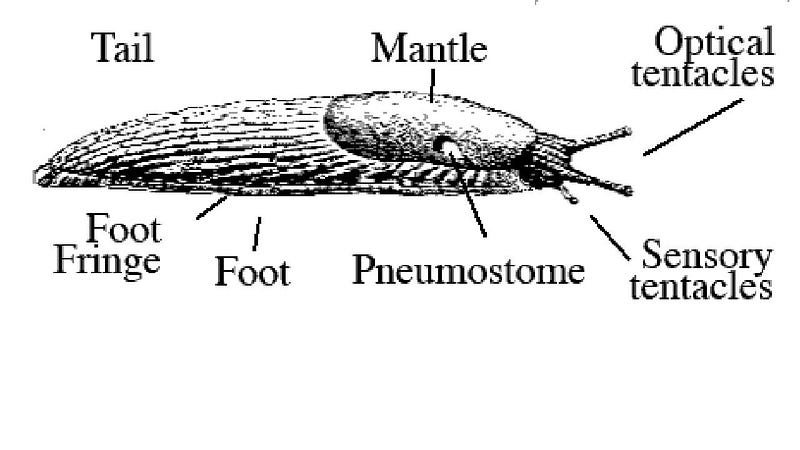 Evolutionary connection between humans and slugs