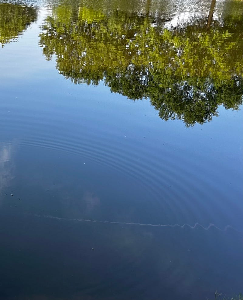 Tranquil pond reflecting nature's beauty