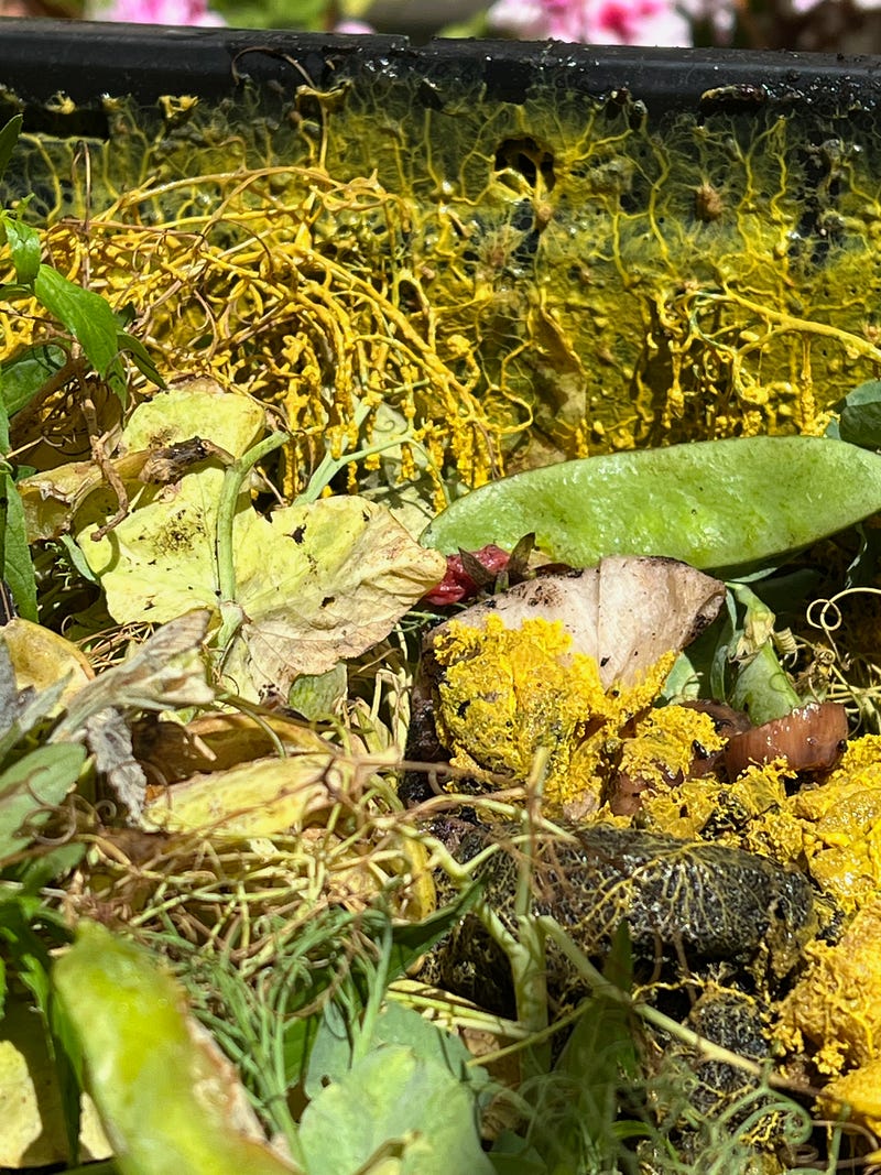 Yellow slime mold in the compost