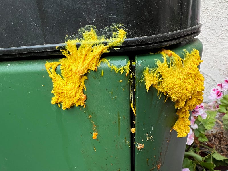 Slime mold on the Aerobin