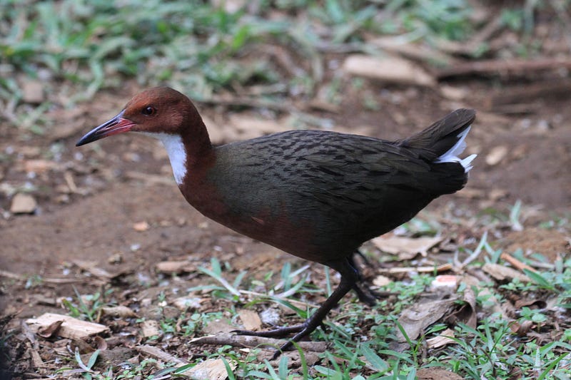 Photo of the white-throated rail in Madagascar