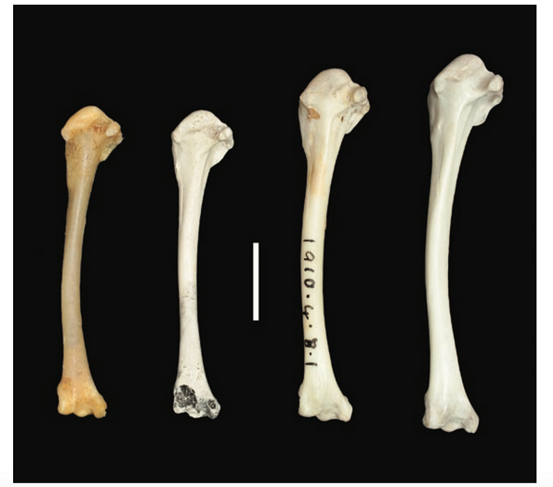 Comparison of wing bone fossils of flighted and flightless Dryolimnas rails