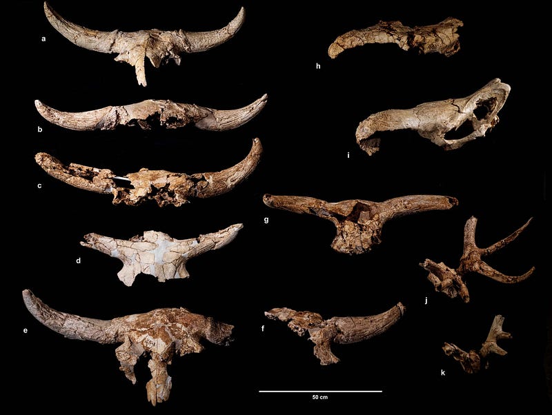 Analysis of Bison priscus crania