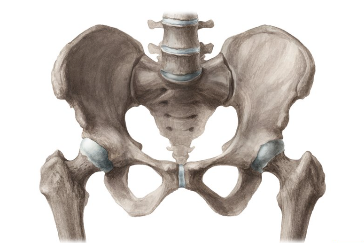 Comparison of Shoulder and Hip Joint Structures