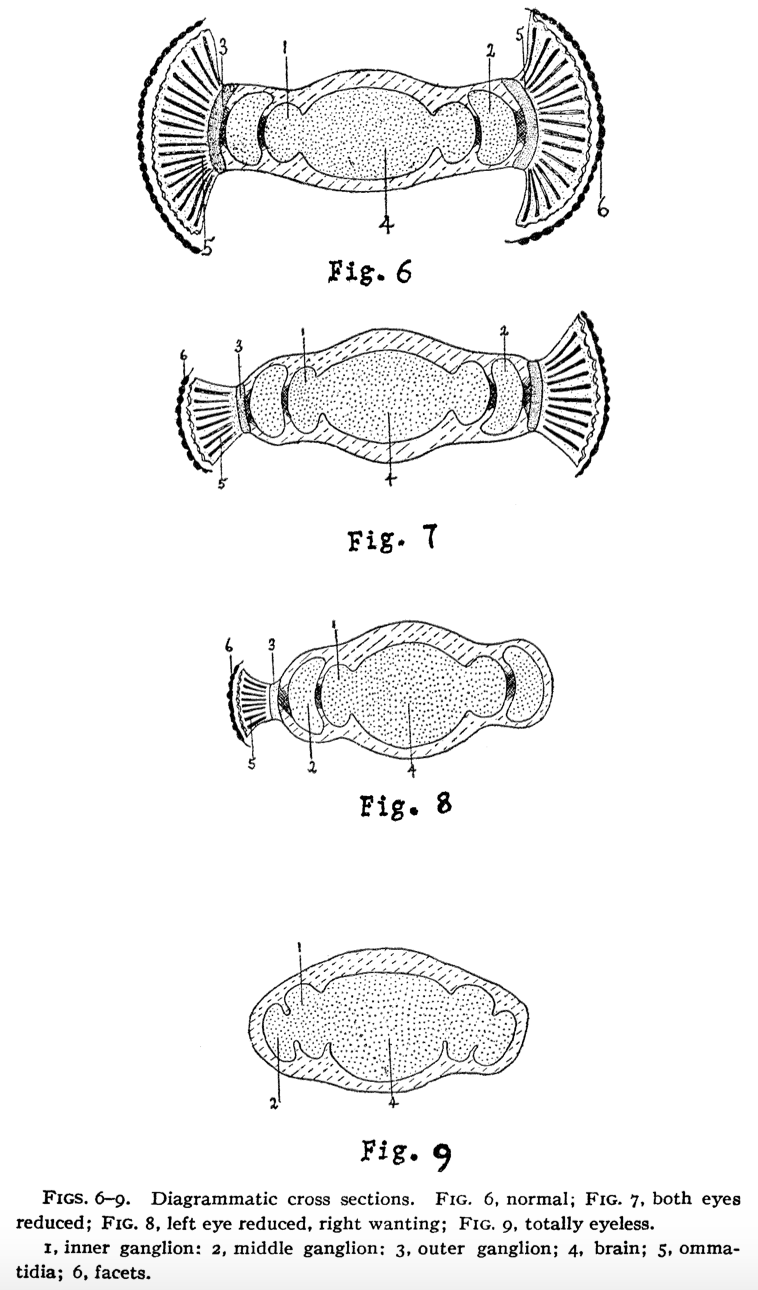 Dissection of fruit fly eyes highlighting genetic research