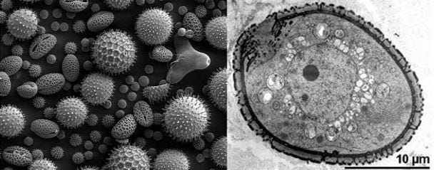 Pollen grains viewed with SEM and TEM