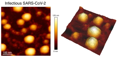 AFM image of SARS-CoV-2 virions