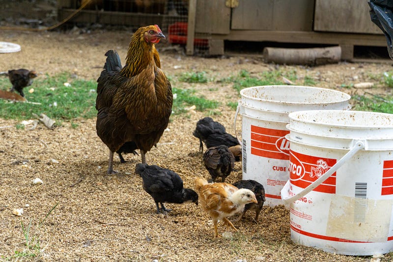 Chickens enjoying the nutrient-rich larvae.