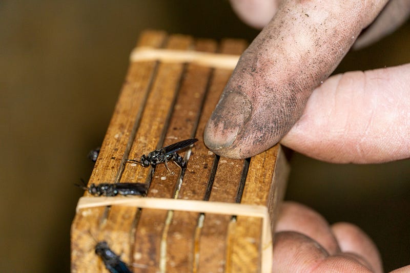 A female black soldier fly laying eggs.