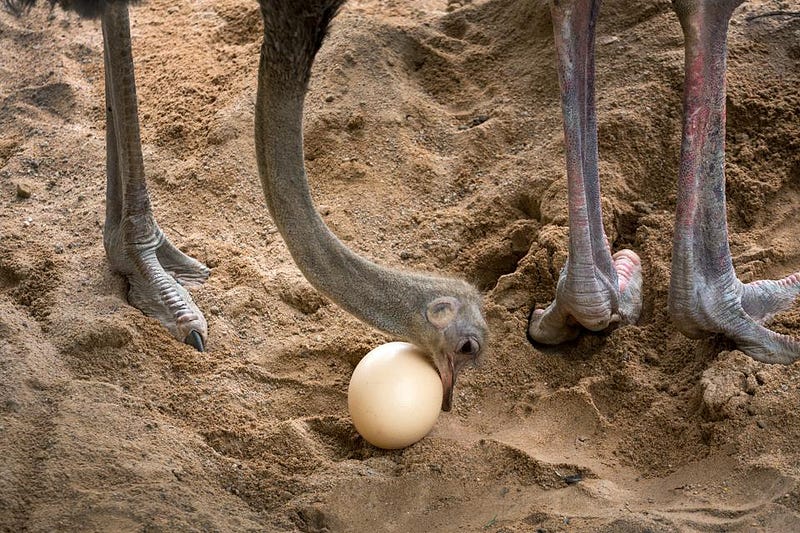 An ostrich incubating its eggs in the sand.