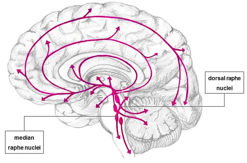 Dopaminergic pathways in the brain linked to social interactions.